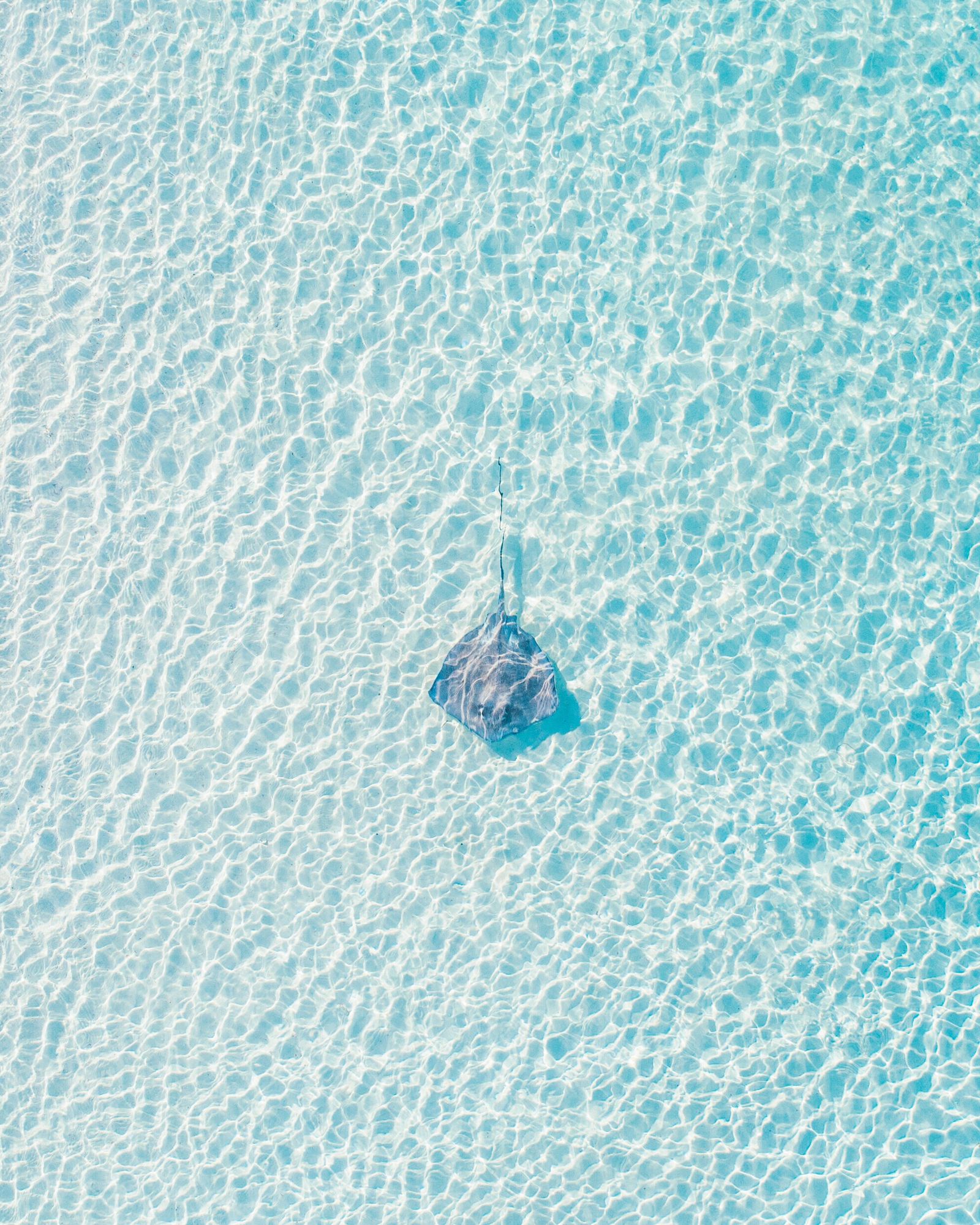A lone stingray over sparkling pale water in the Bahamas, from above