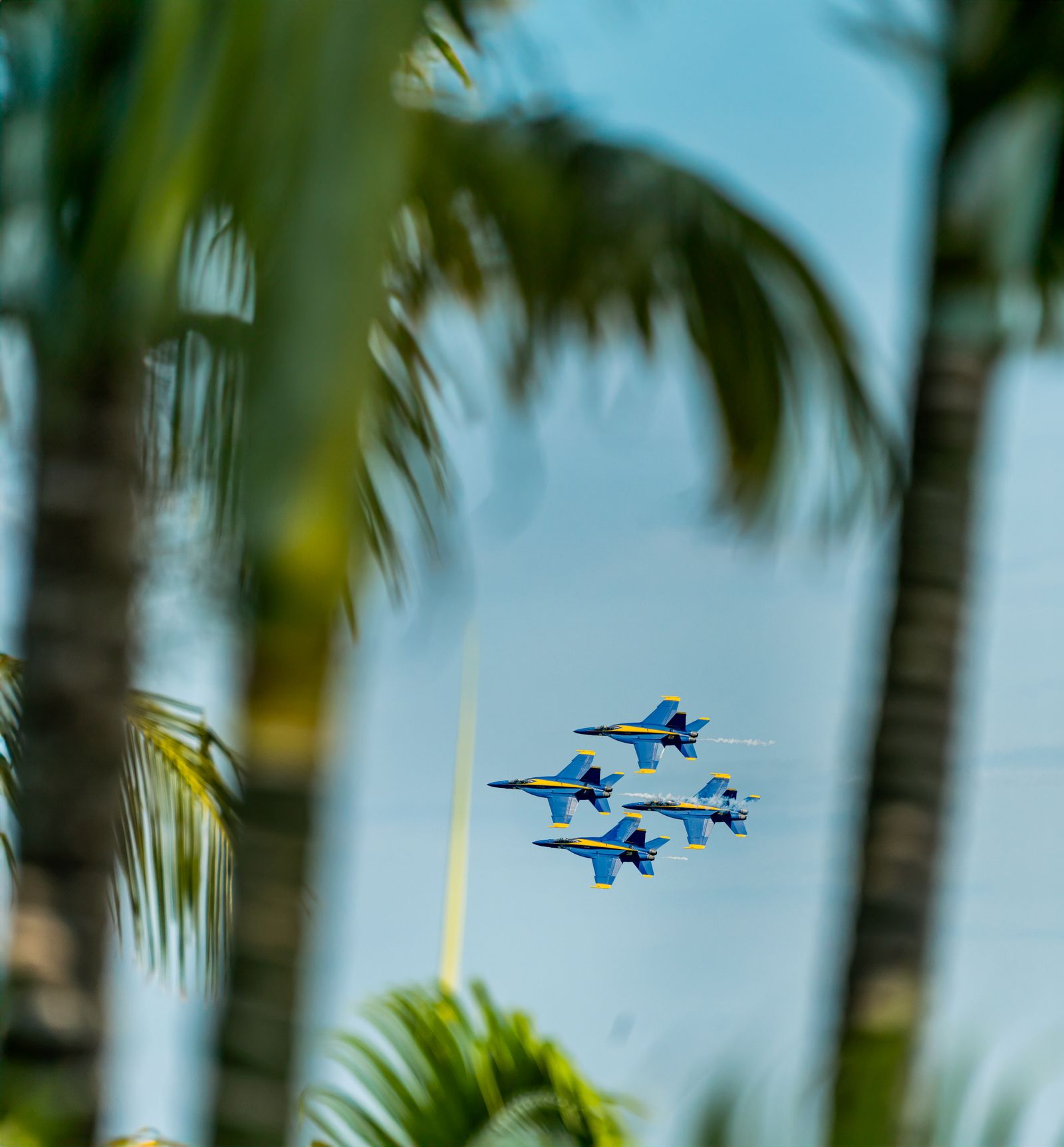 Four Blue Angels jets flying in tight formation, framed between palm fronds against a blue sky