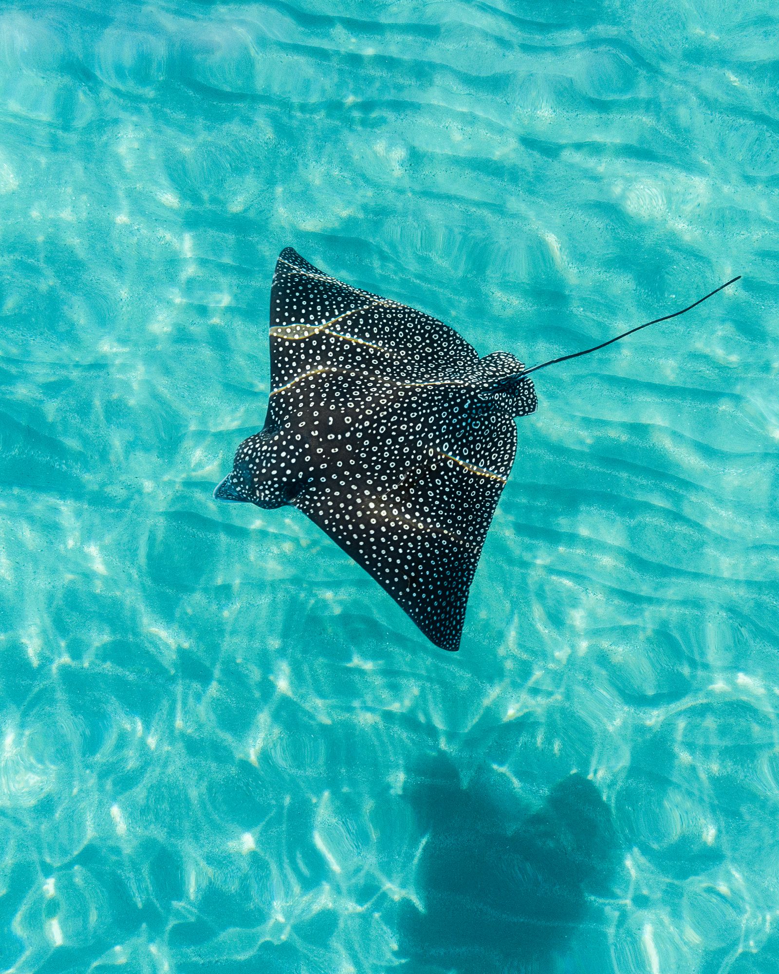 Close aerial of a spotted eagle ray, its white spots and long tail sharp against bright turquoise shallows