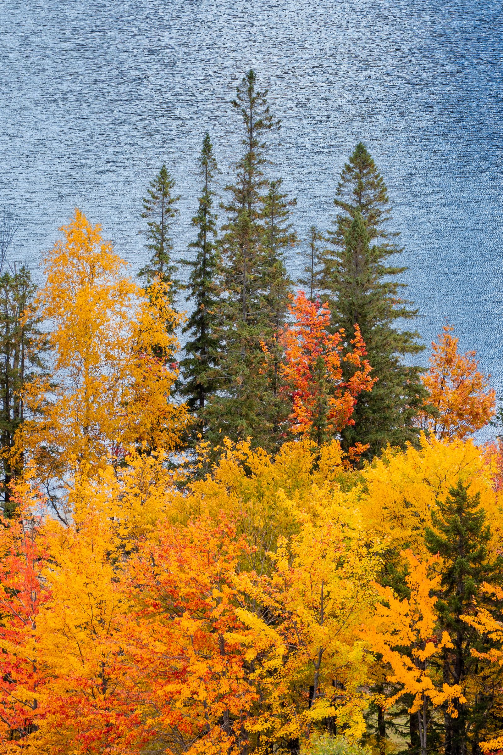 Tall dark pines rising out of bright yellow and orange autumn trees with a lake behind