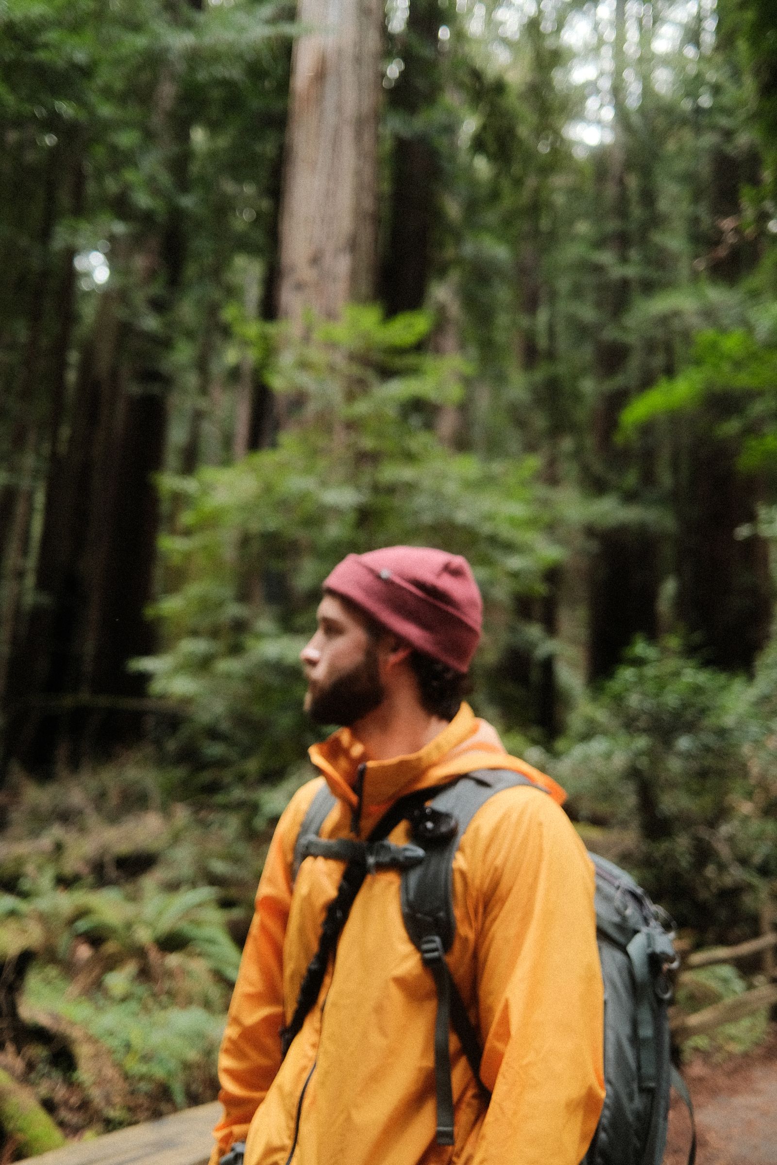 A man in a red beanie and yellow jacket looking up among the redwoods