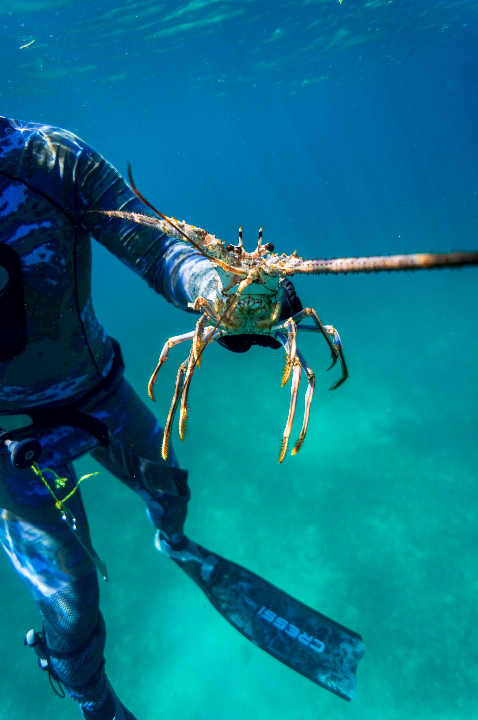 A diver holding up a spiny lobster underwater in blue-green water