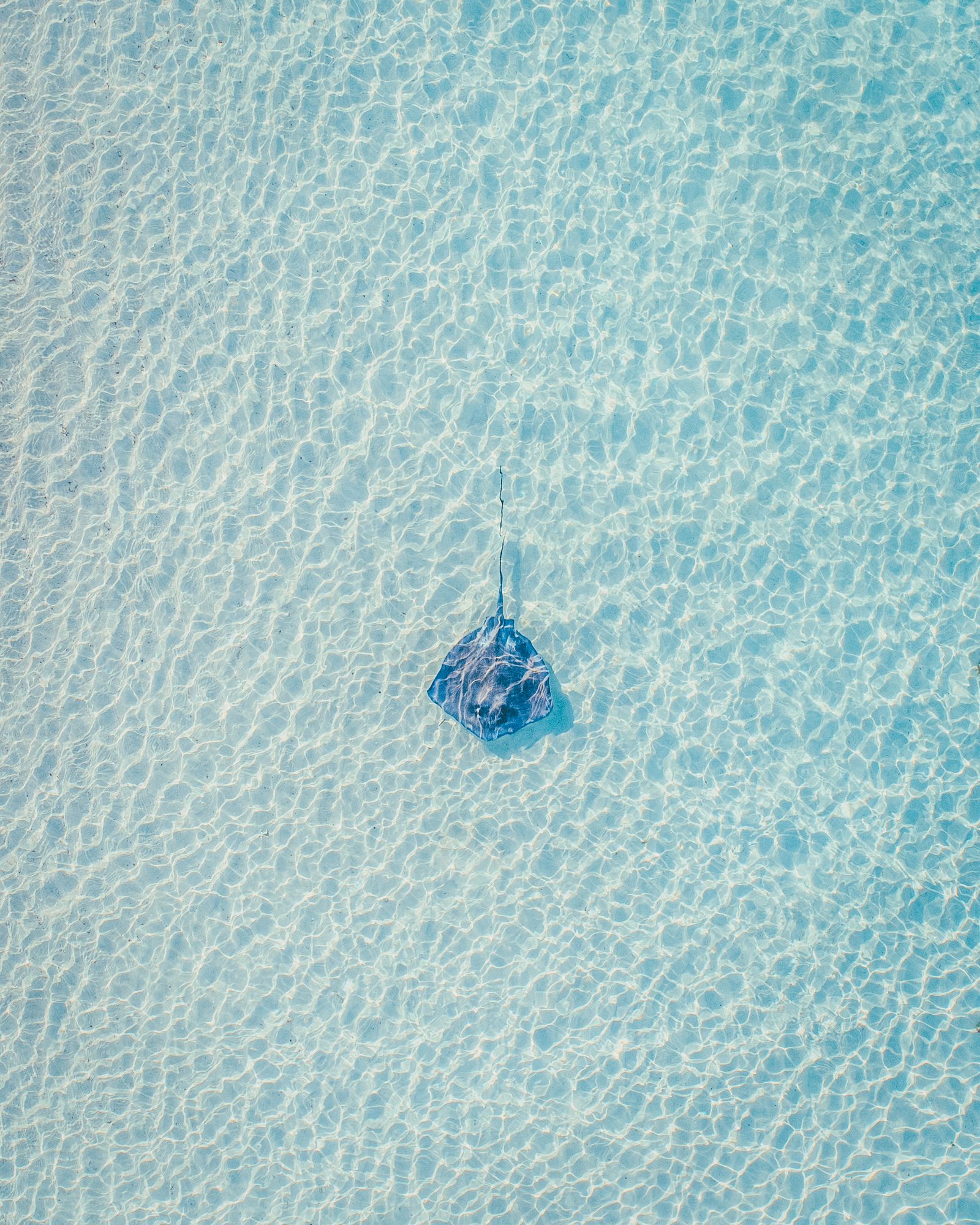 A single stingray over rippled sand in pale turquoise water