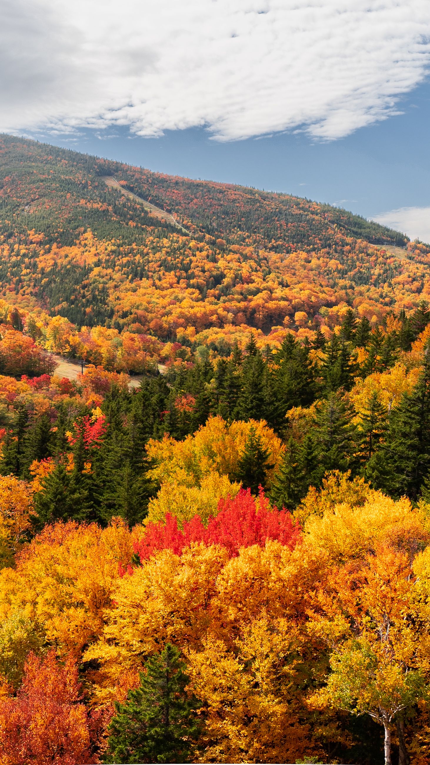 A mountainside covered in fall color, with green pines scattered through red and orange trees