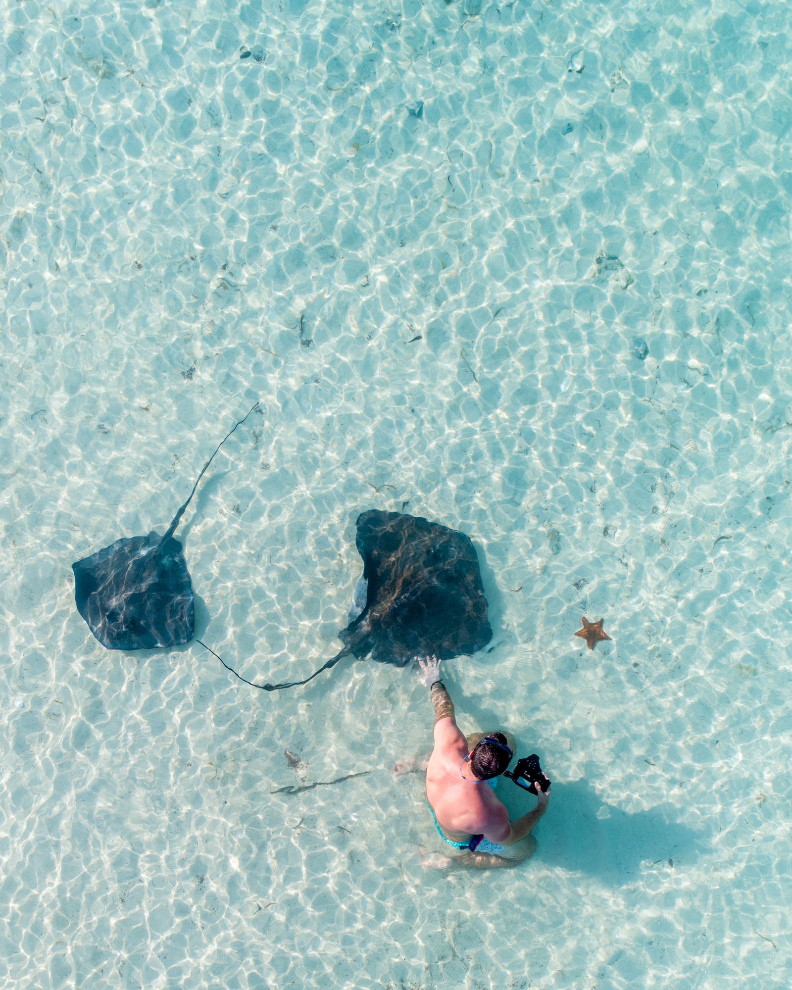 A swimmer in a pink top reaching toward two large stingrays in clear shallow water