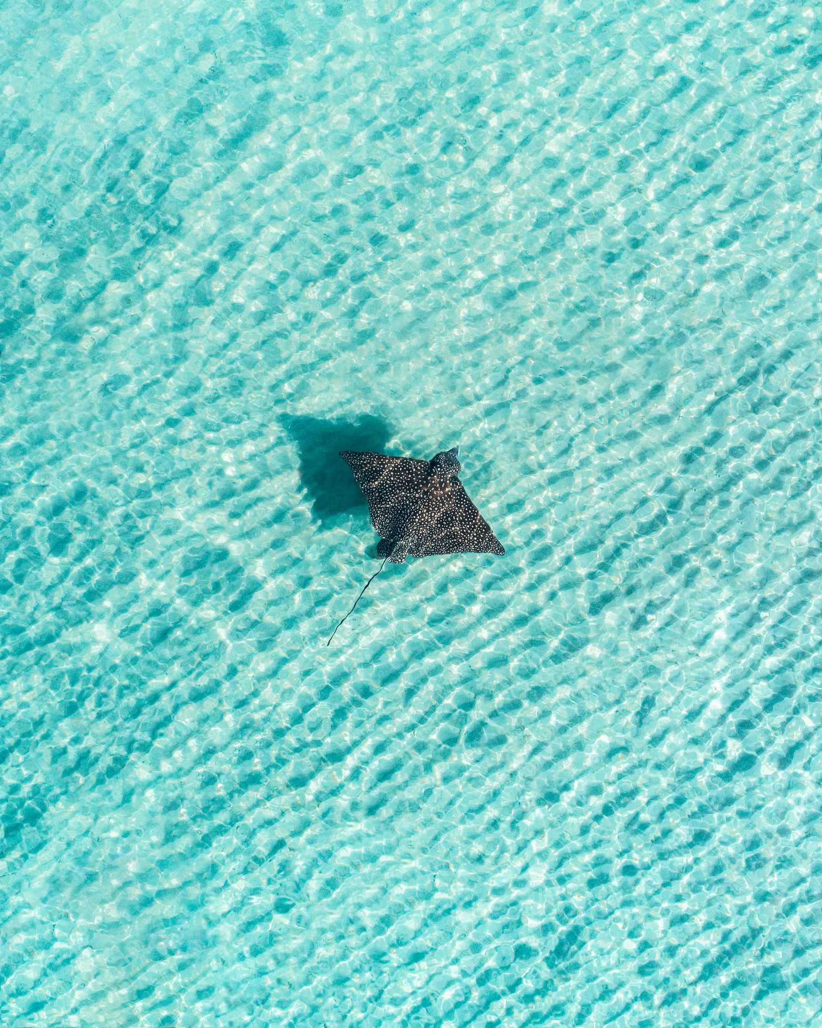 A single stingray resting on a rippled sandy bottom in turquoise water