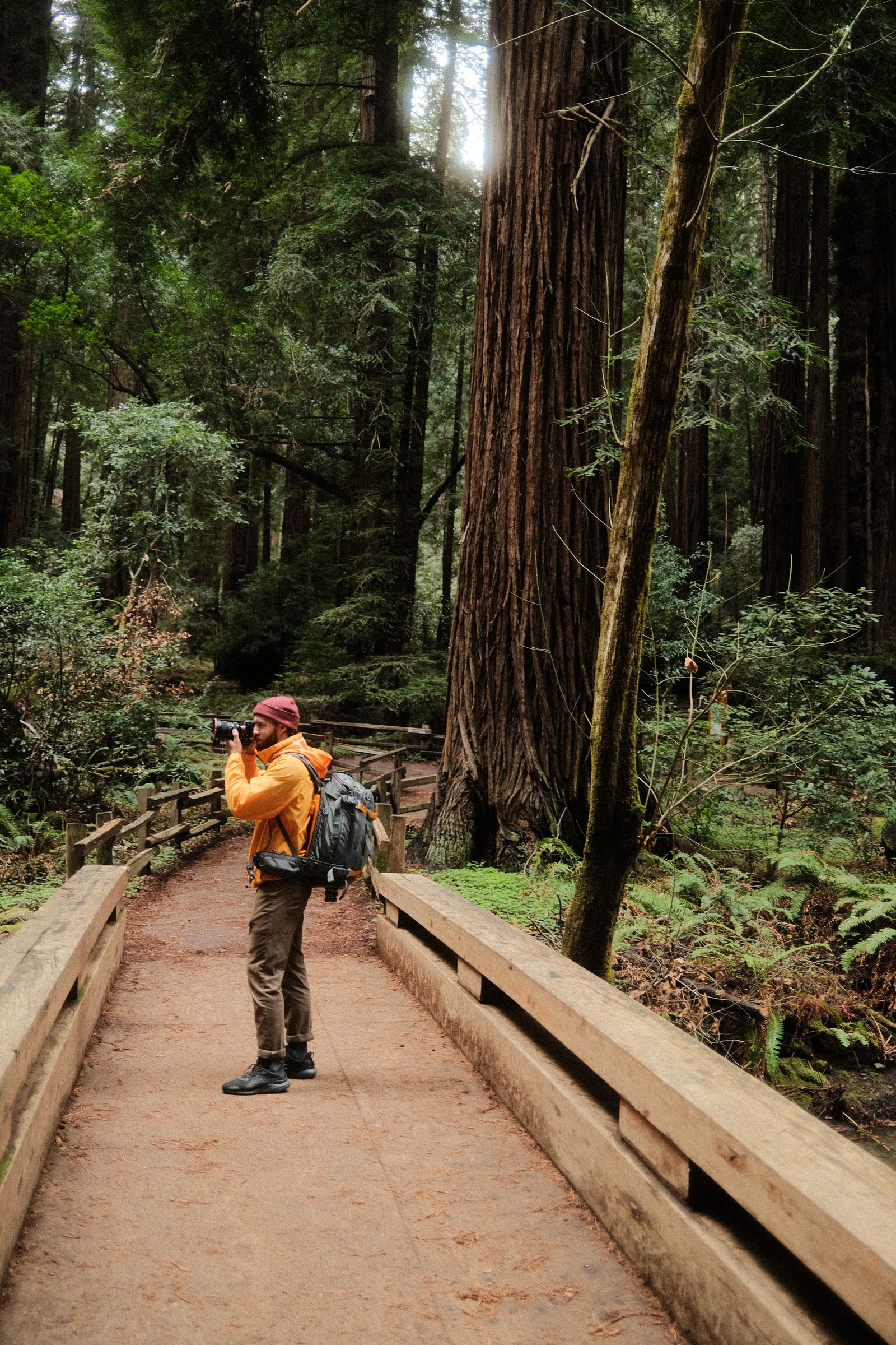 A hiker in a yellow jacket taking a photo on a boardwalk among towering redwoods