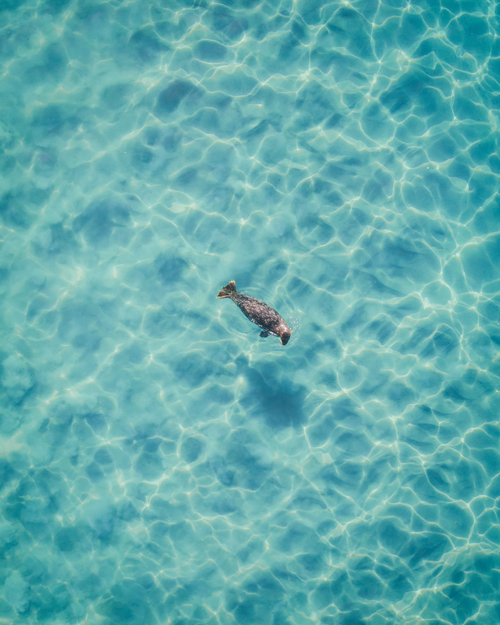 A seal swimming through clear turquoise water, seen from straight above