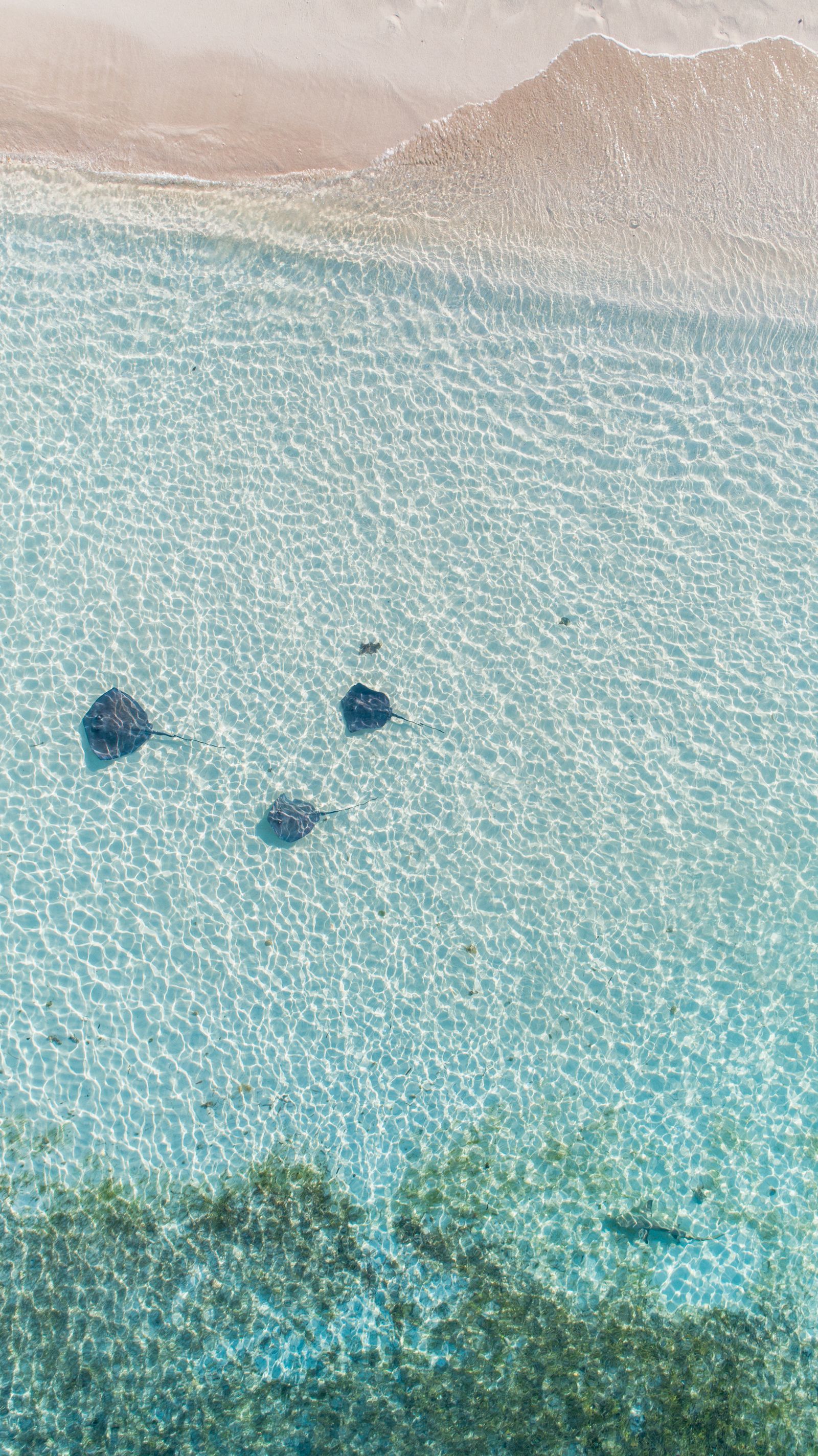 Stingrays scattered across pale sandy shallows near the shore