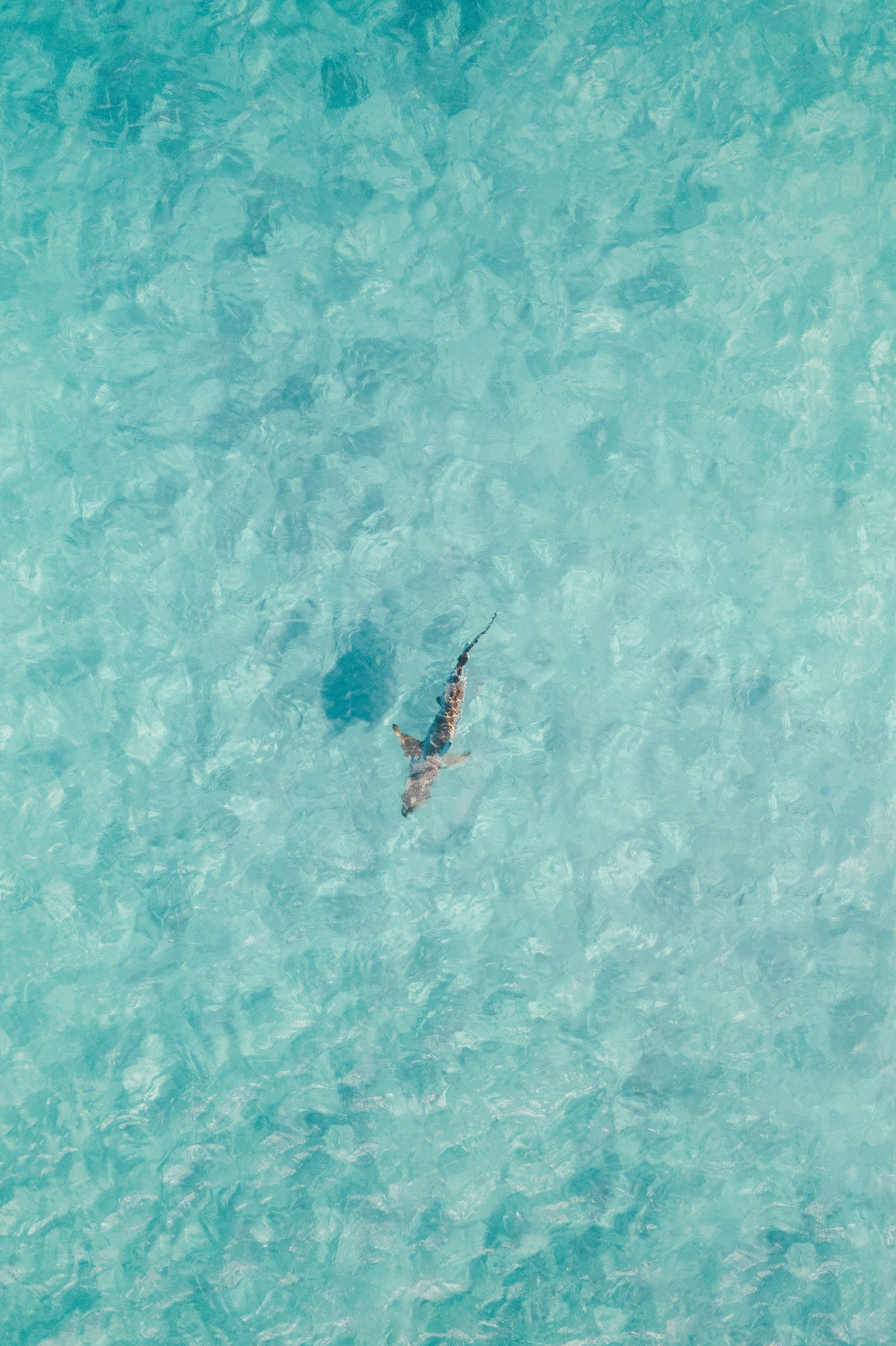 A shark cruising through clear turquoise shallows off Deerfield Beach, seen from above