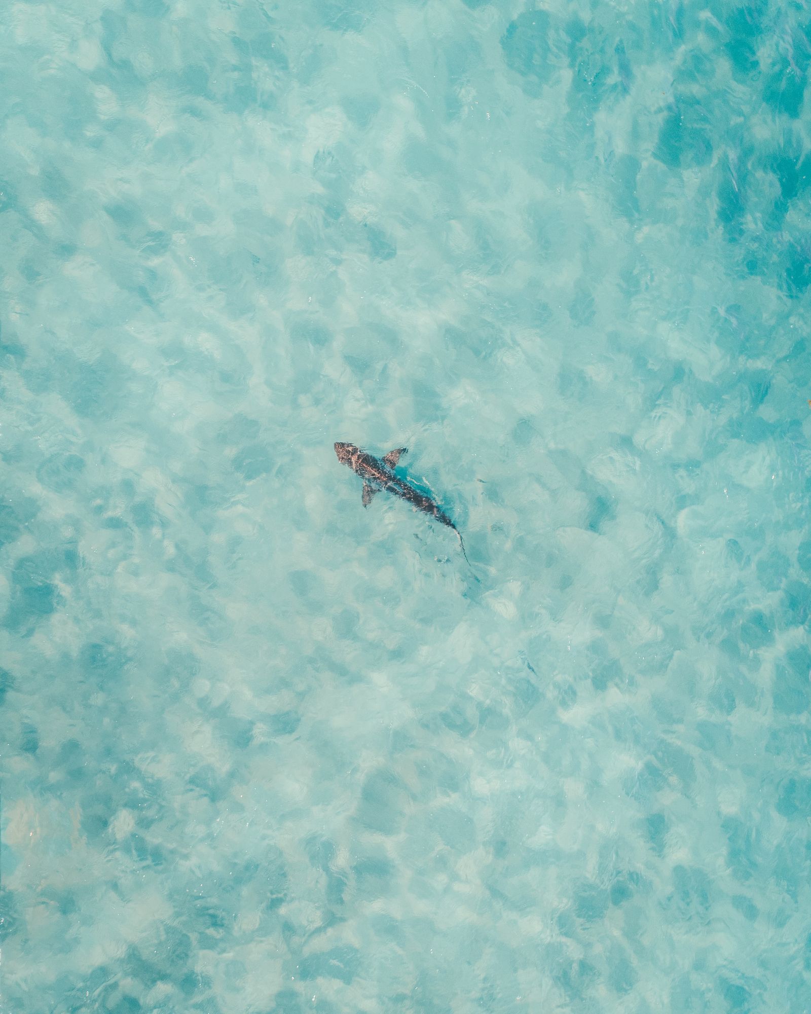 A lone shark cruising through pale turquoise shallows, seen from above