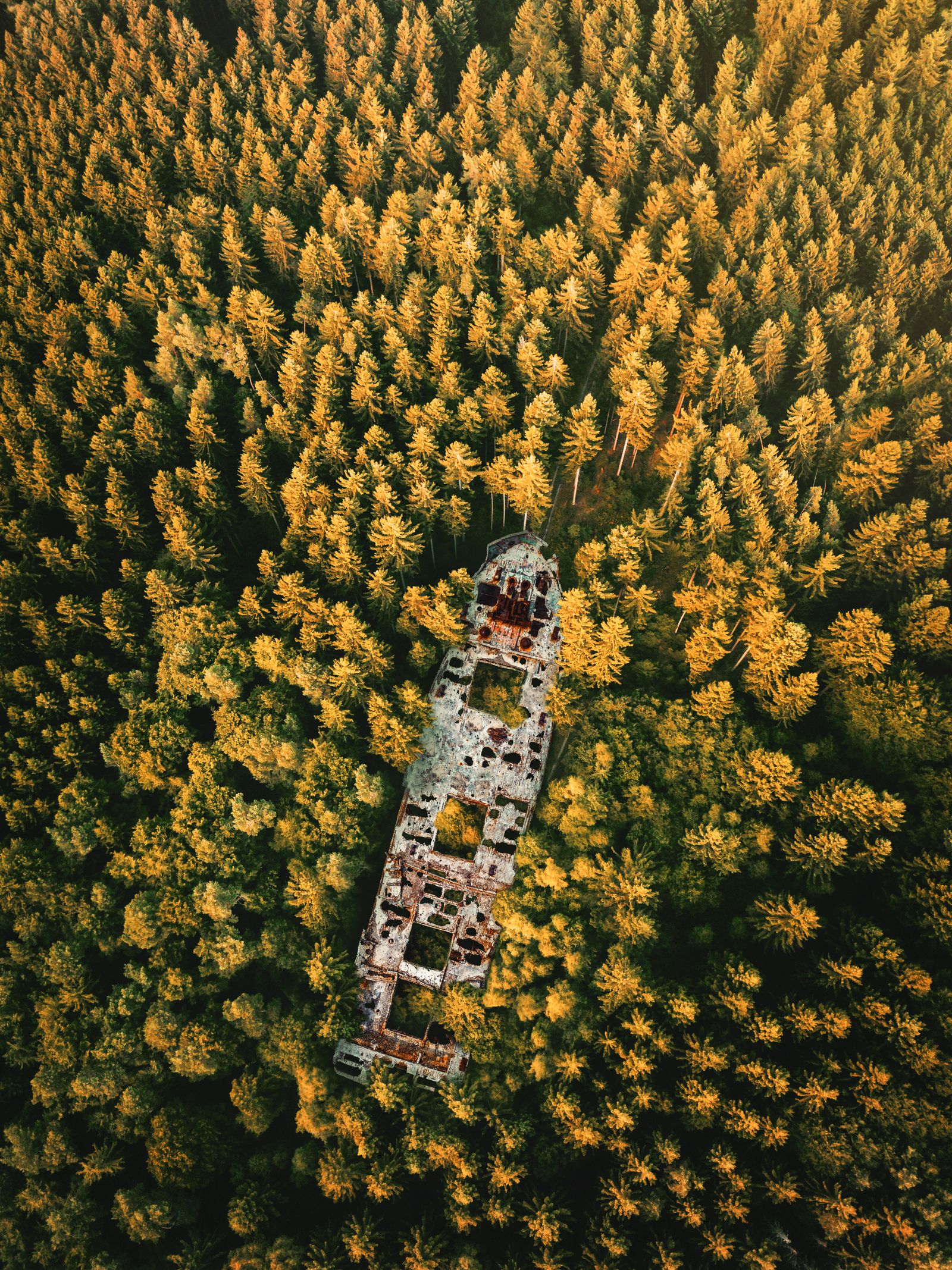 The rusted skeleton of a shipwreck swallowed by a forest of golden treetops, seen from directly above