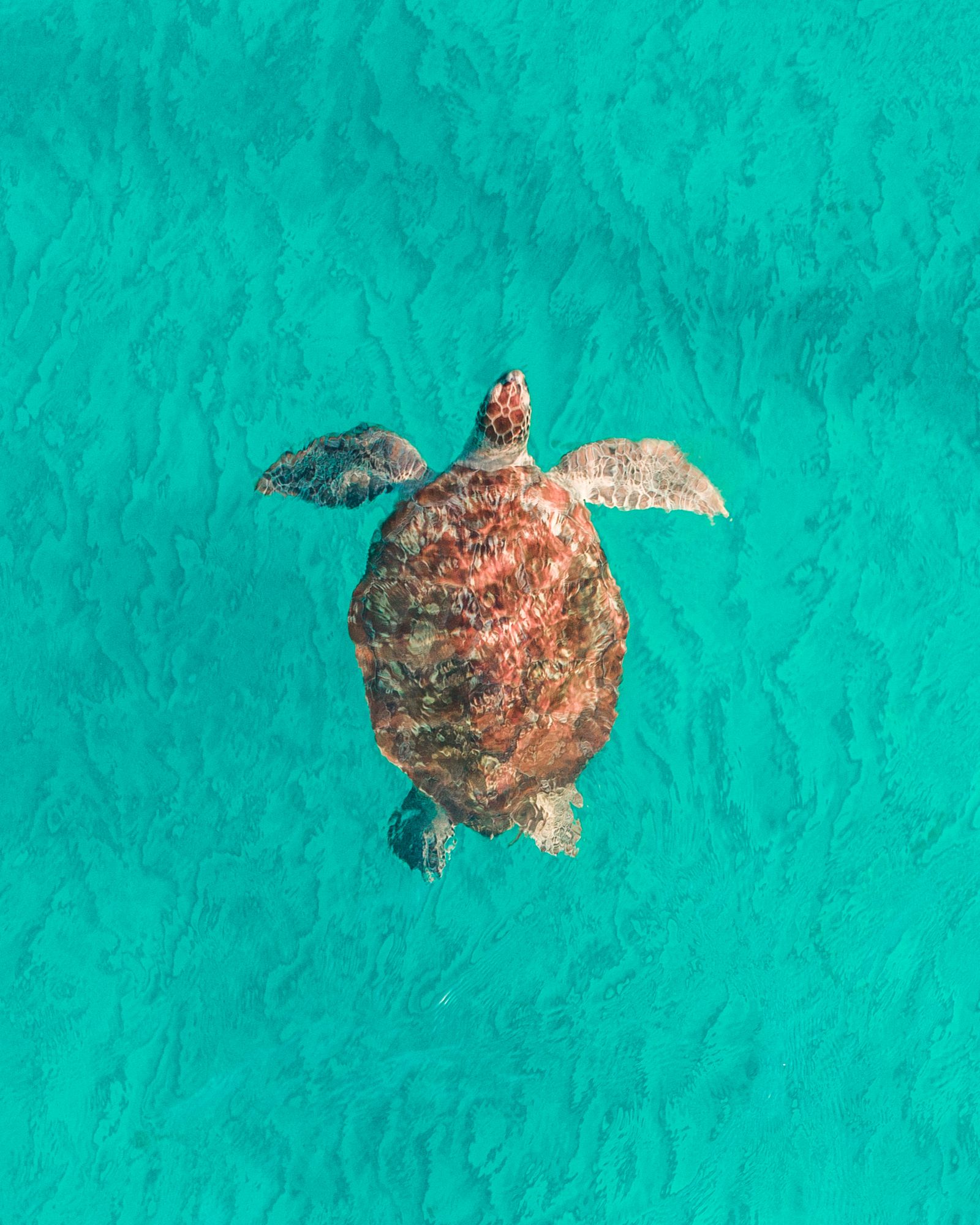 A sea turtle paddling through bright teal water, seen from directly above