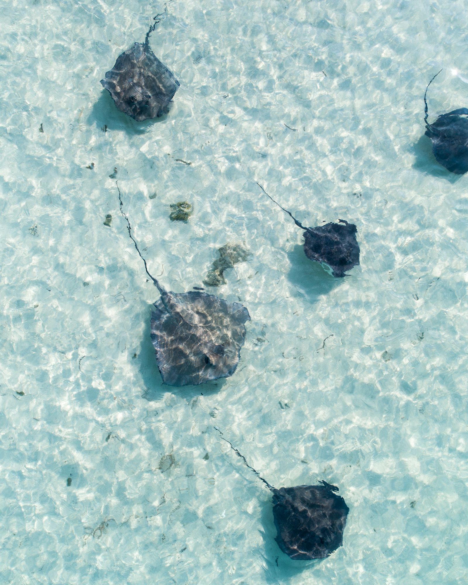 Five stingrays gliding over a rippled white sand bottom in clear Bahamian water, seen from directly above