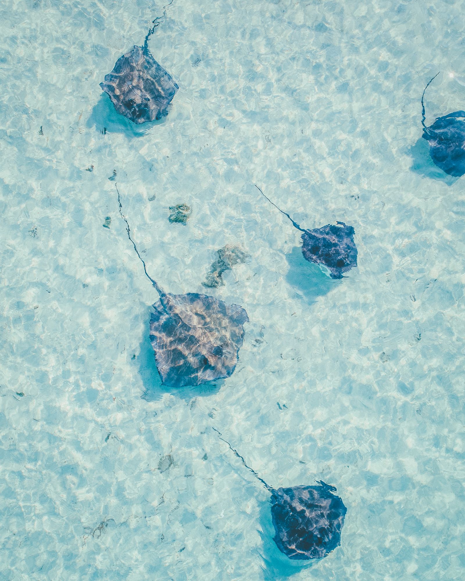 Five stingrays resting together on bright sand in clear shallow water, seen from above